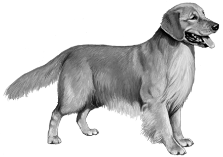 Golden Retriever - B&w - Golden Retriever Dog Counted Cross Stitch Pattern, (450x360), Png Download