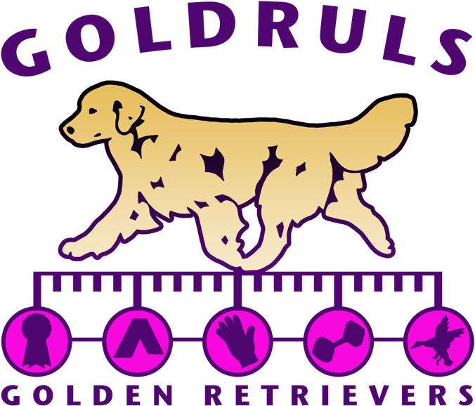 Golden Retriever (707x606), Png Download