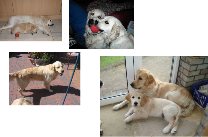 Golden Retriever (786x518), Png Download