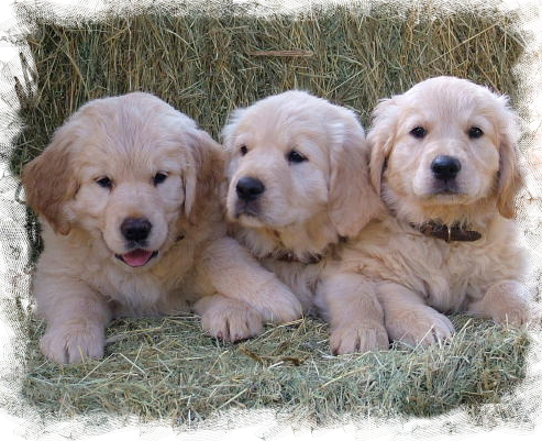 Golden Retriever (493x401), Png Download