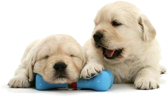 5 Weeks Golden Retriever (562x333), Png Download