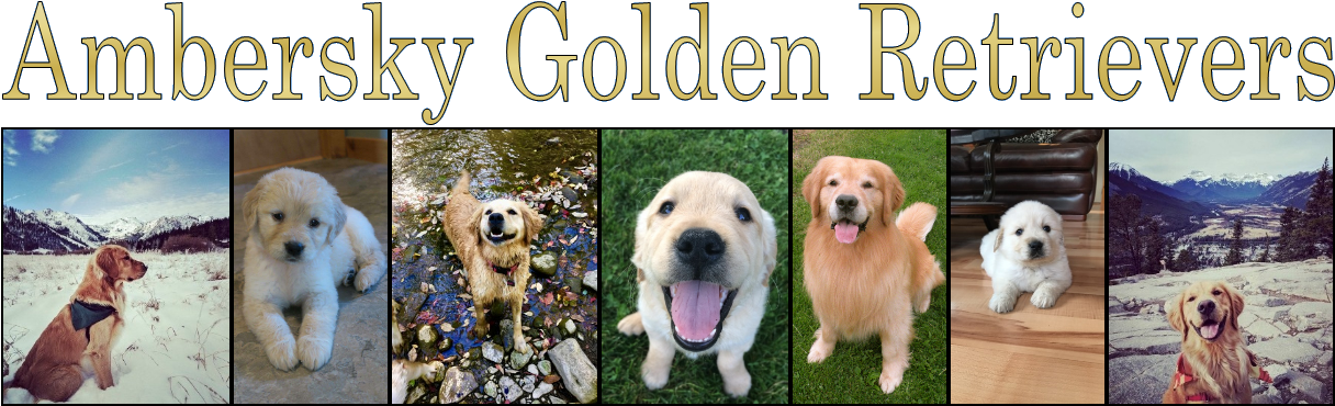 Amber Sky Golden Retrievers - New York City (1576x383), Png Download