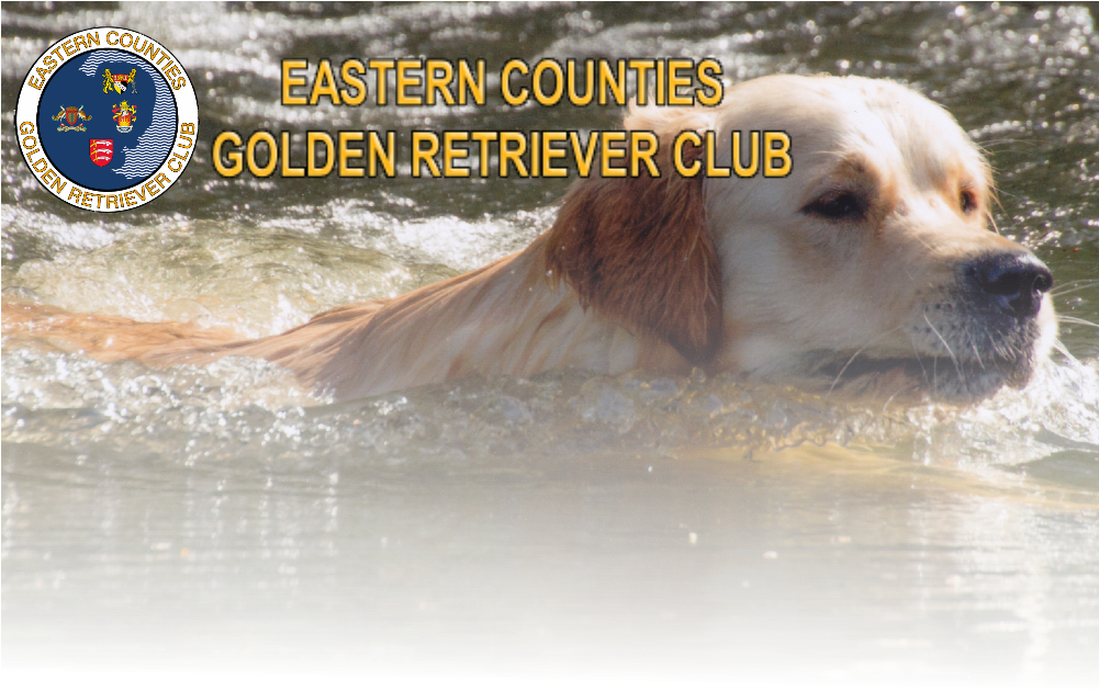 2015 Eastern Counties Golden Retriever Club - Home (1000x659), Png Download