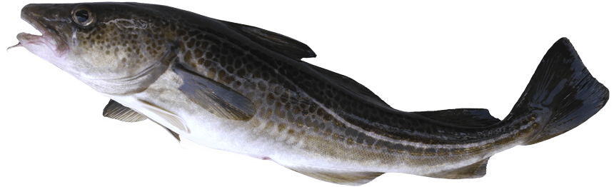 Cod - Pacific Cod (860x262), Png Download