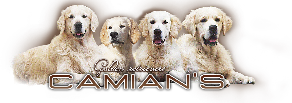 Golden Retriever - Camian's - Labrador Retriever (958x339), Png Download
