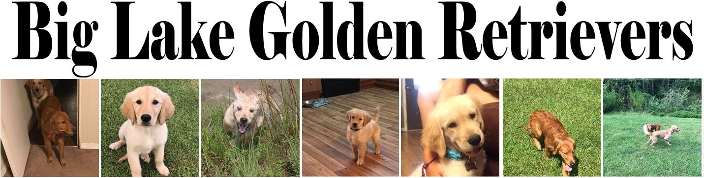 Big Lake Golden Retrievers - Laptop (1436x376), Png Download