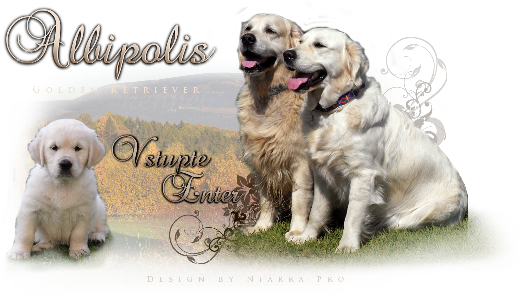 Golden Retriever Kennel - Golden Retriever (1128x659), Png Download