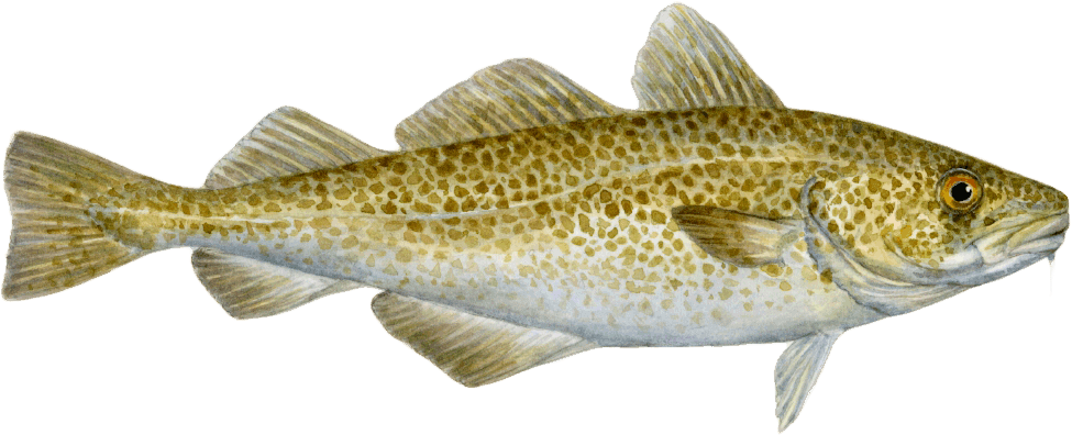 W=500&h=500 - Atlantic Cod (975x396), Png Download