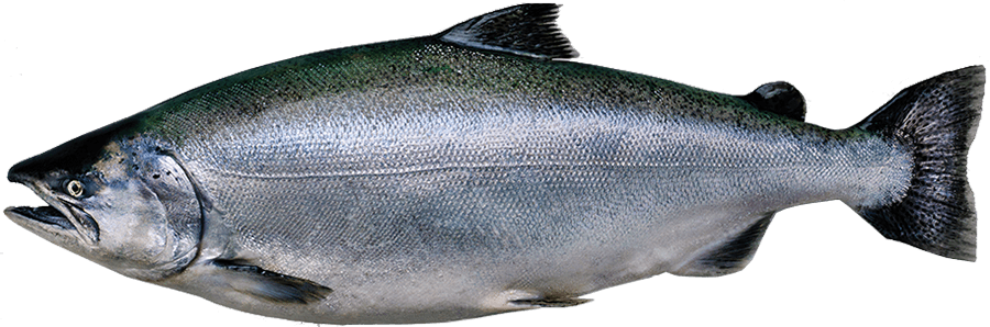 Kingsalmon - King Salmon (900x298), Png Download