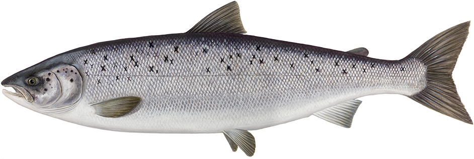Salmon Png Transparent Vector Freeuse - Atlantic Salmon No Background (960x329), Png Download