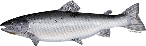 Atlantic Salmon - Salmon Atlantic (640x427), Png Download