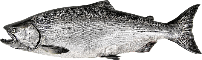 Wild Salmon Png - Chinook Salmon Fish (676x201), Png Download