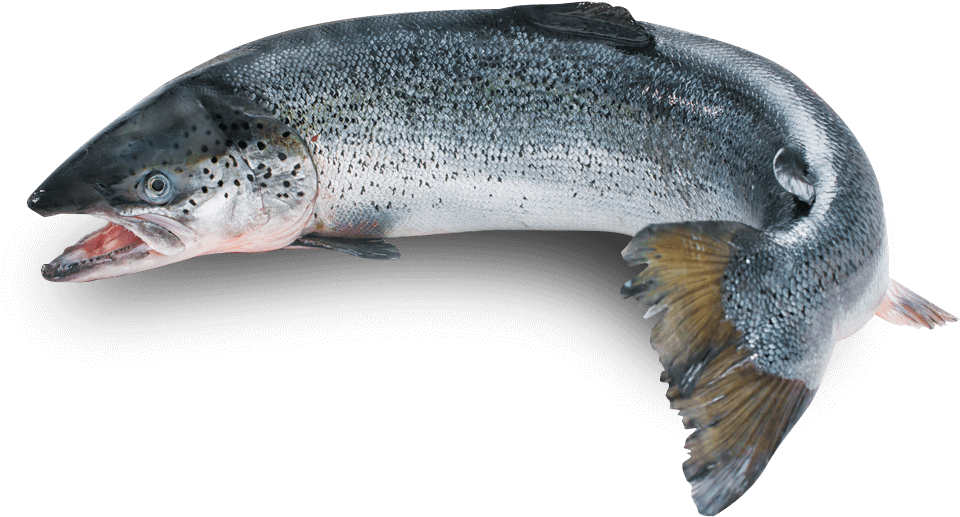 Whole Fresh Sushi Grade Graphic Royalty Free Stock - Premium Wild Alaskan Salmon Oil For Dogs (971x516), Png Download