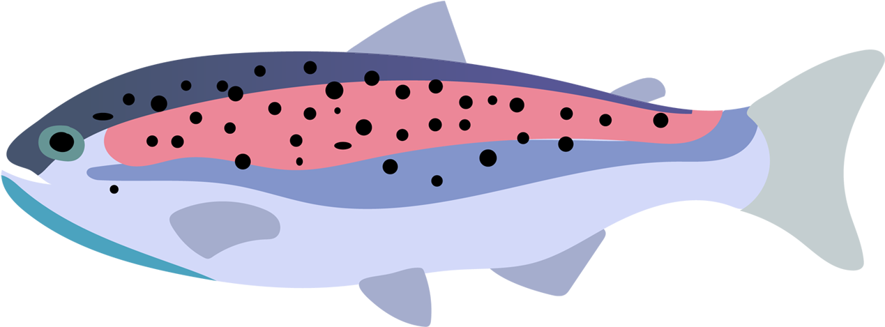 Rainbow Trout Fish Drawing - Vector Graphics (1400x900), Png Download