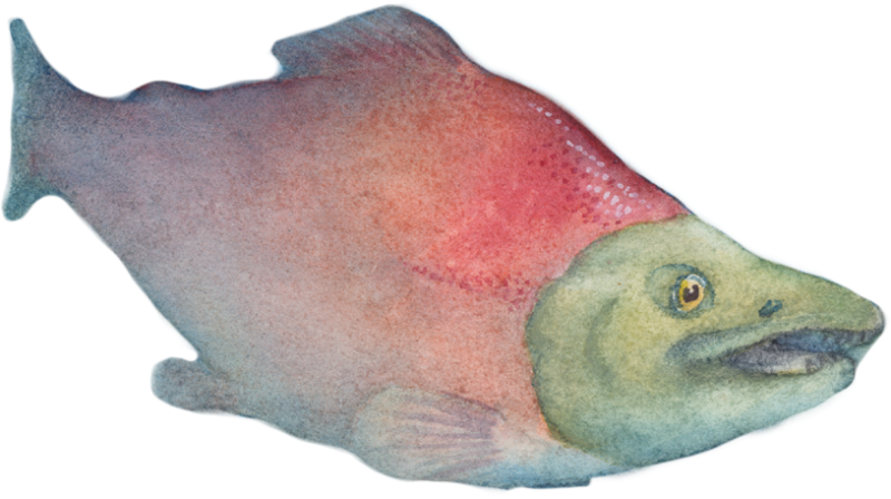 A Salmon Journey - The Journey (800x448), Png Download