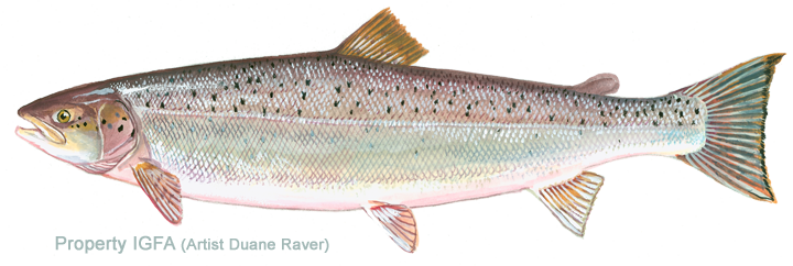 Graphic Black And White Download Atlantic Landlocked - Atlantic Salmon (720x242), Png Download