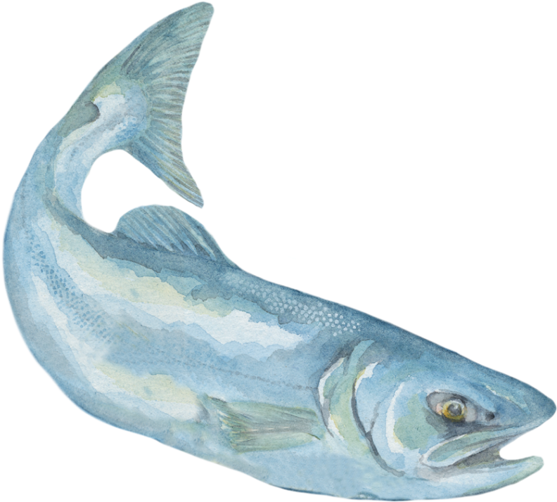 Before Long, I'm Too Big For The Shuswap Lake And Need - Billfish (800x713), Png Download