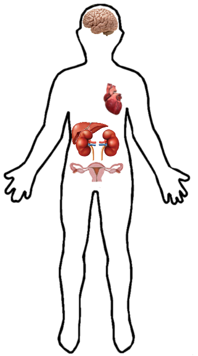 Ehd3 Location In Human Body - Person Shape Outline (400x721), Png Download