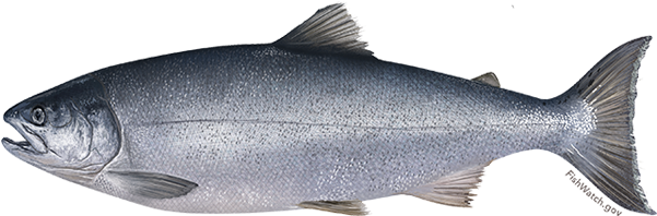 Coho Salmon - Protected - Coho Salmon (640x427), Png Download