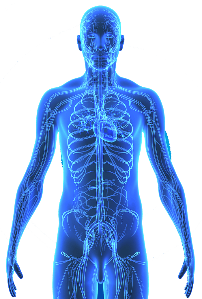 Human Body Png Png Royalty Free - Cuerpo Humano El Sistema Circulatorio Azul (700x1035), Png Download