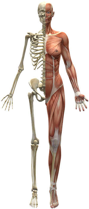 Human Body Png - Cuerpo Humano Mitad Esqueleto (301x720), Png Download