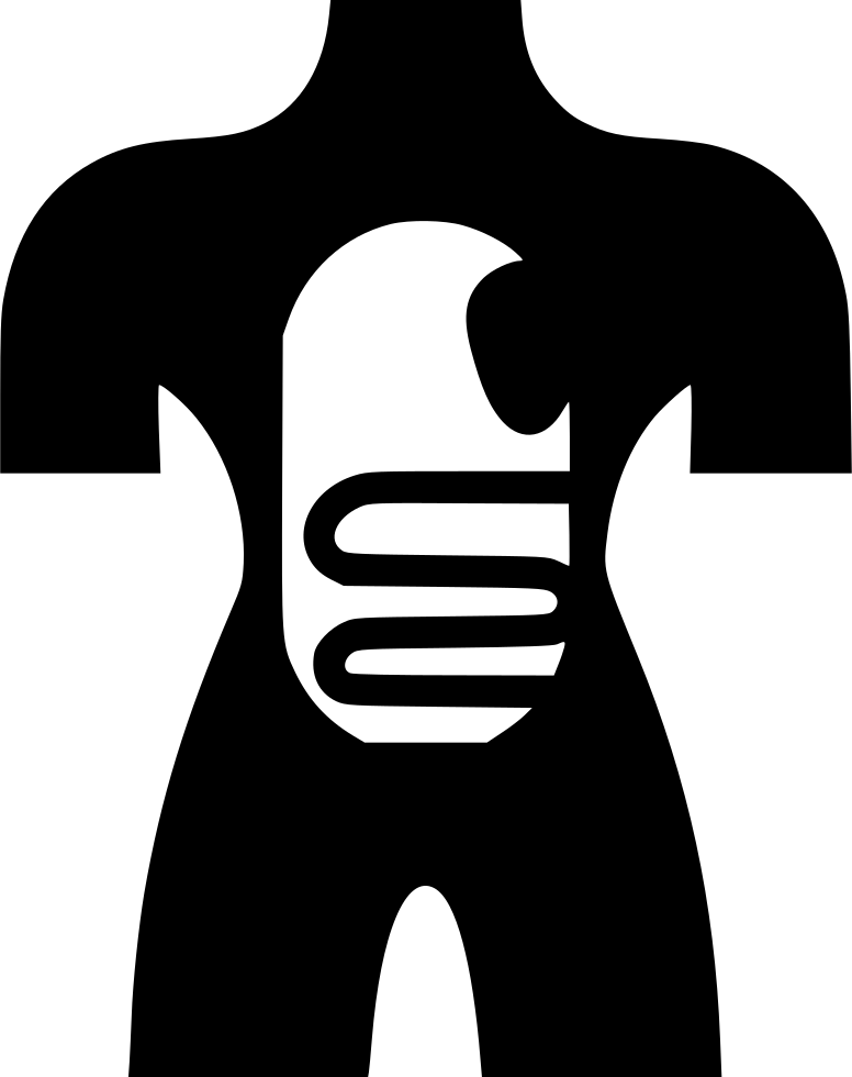 Anatomy Human Body Dissection - Dissection (776x980), Png Download