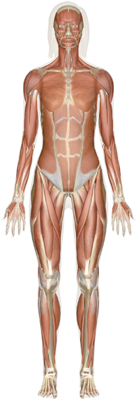 Human Body (212x600), Png Download