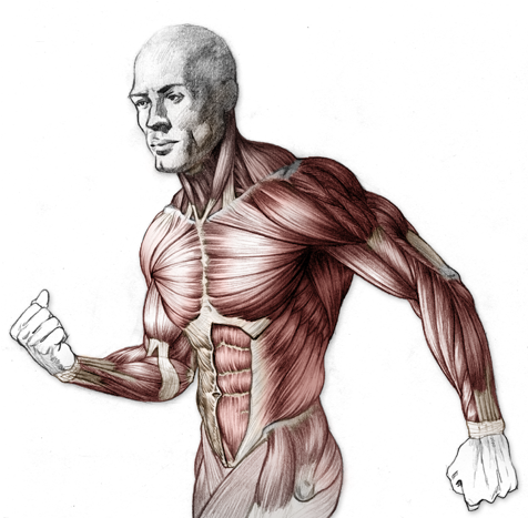 Png Freeuse Library Structure Drawing Human Body - Body Anatomy Drawing Proko (492x466), Png Download