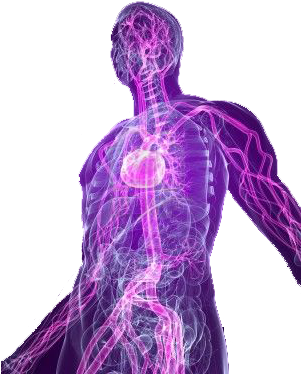 Body - Human Body Png Transparent (300x400), Png Download