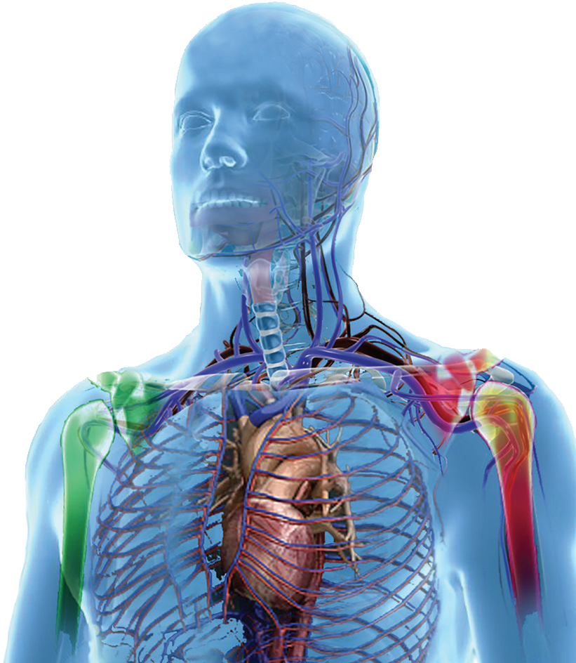 Mesenflow Human Body - Day (829x947), Png Download