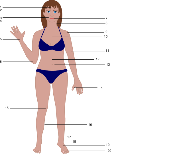 Clip Art Of Body (600x542), Png Download