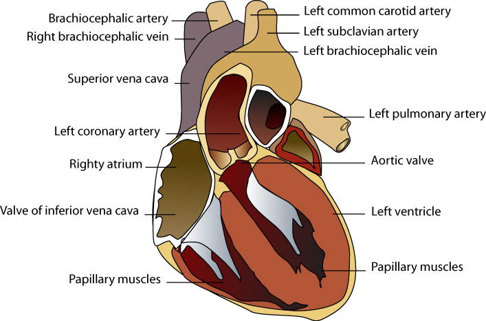 Index Of Pics Svg Free Library - Illustration (707x467), Png Download