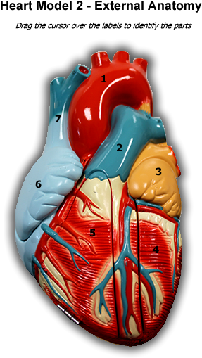 Heart 2 - External Anatomy - Human Anatomy Png Png (600x575), Png Download