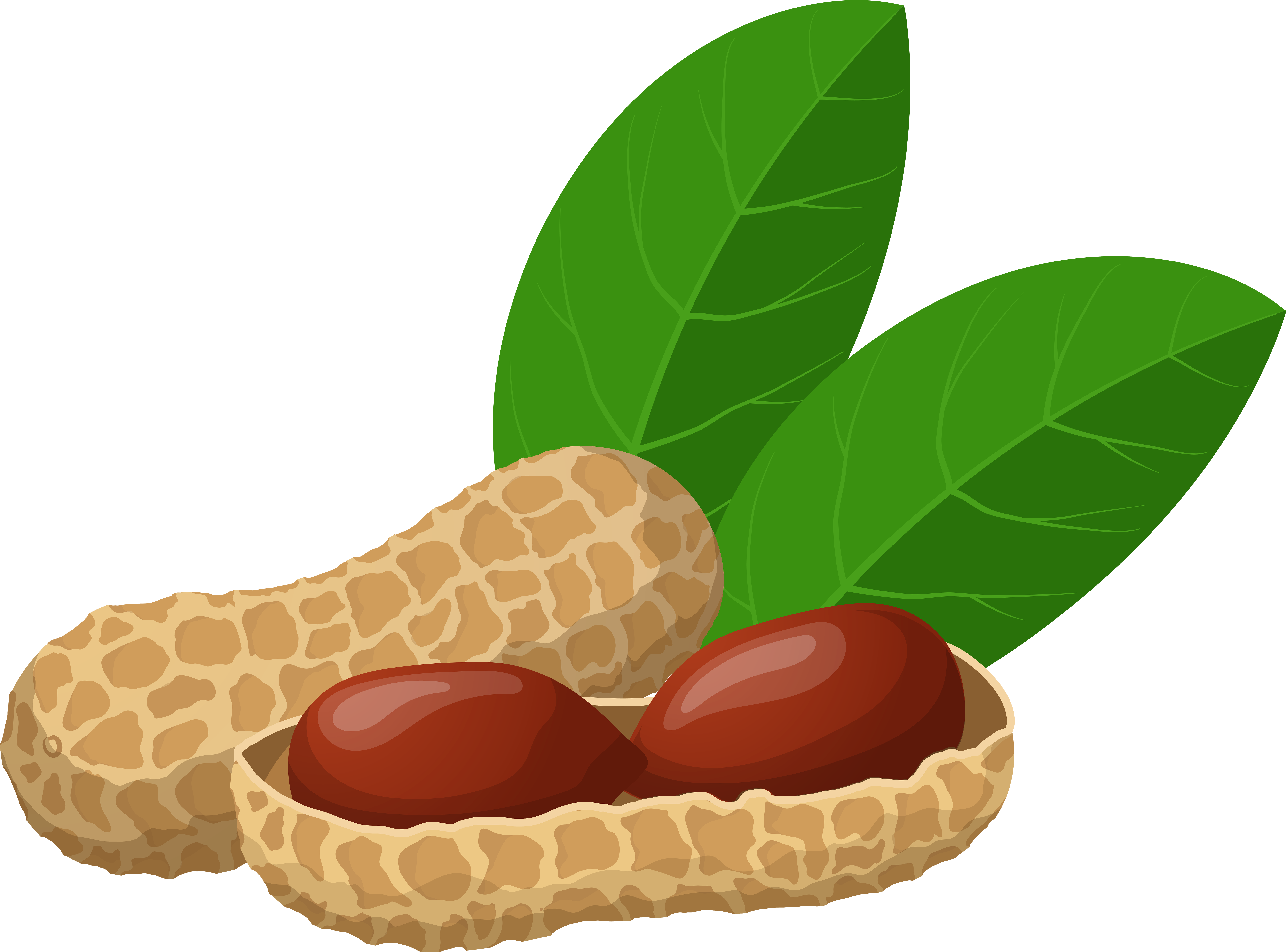 Peanuts Png Clip Art - Groundnut Clipart (8000x5925), Png Download