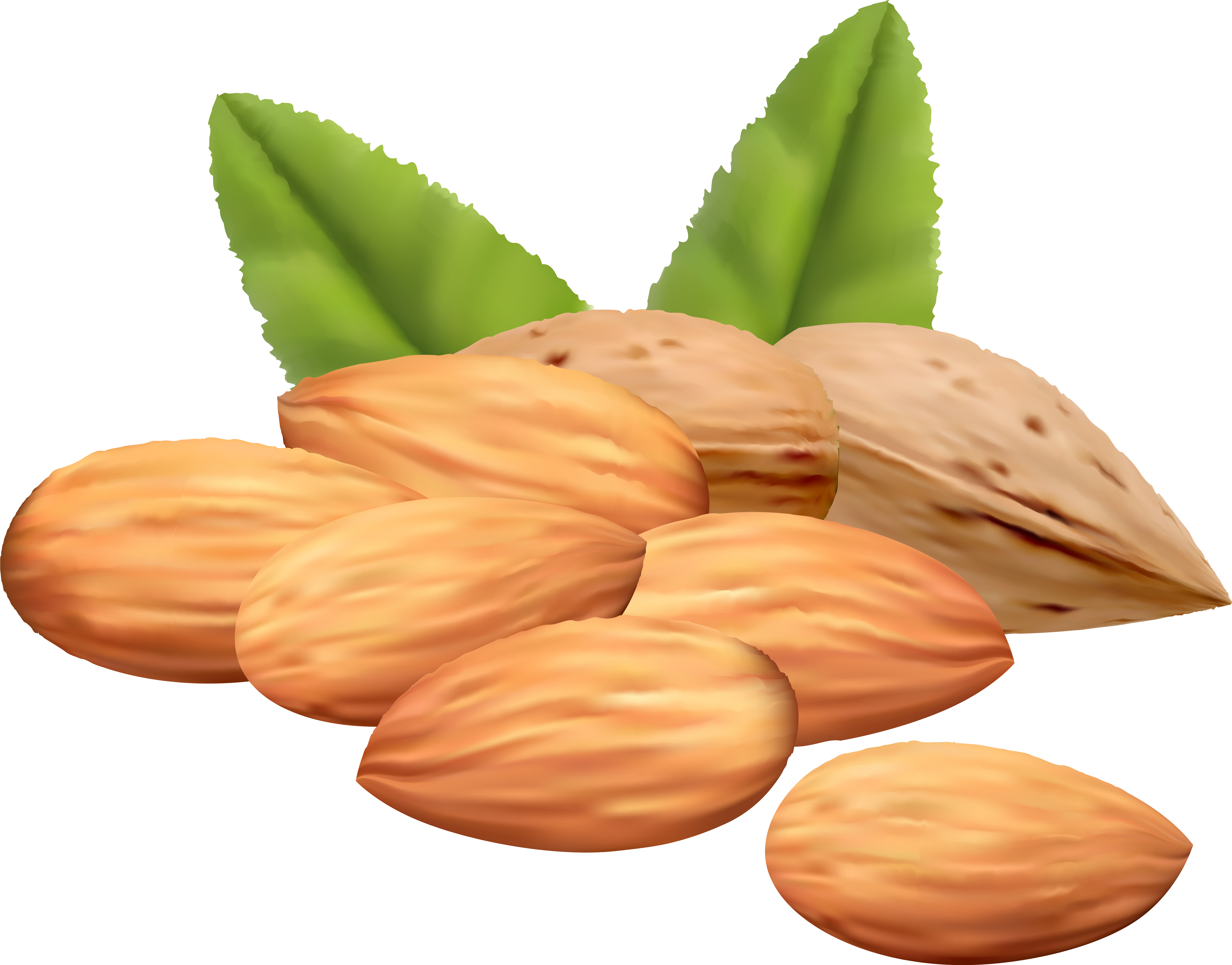 Nut Clipart Cute Borders - Nuts Clipart (6343x4955), Png Download