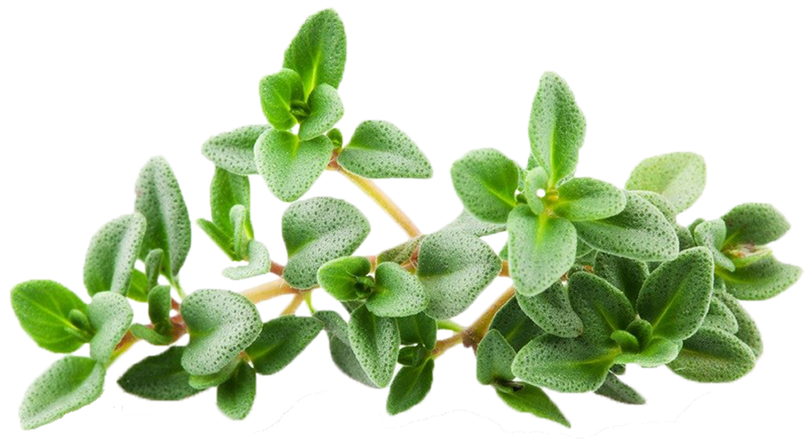 Thyme Png (1250x744), Png Download