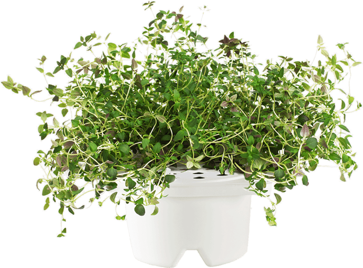Thyme Plant Png (760x610), Png Download