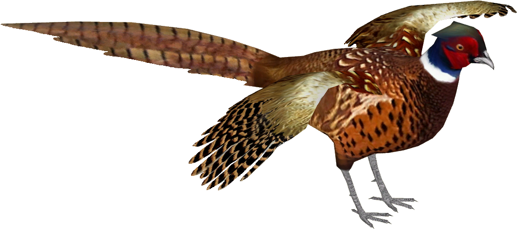 Common Pheasant 9 (1057x1057), Png Download