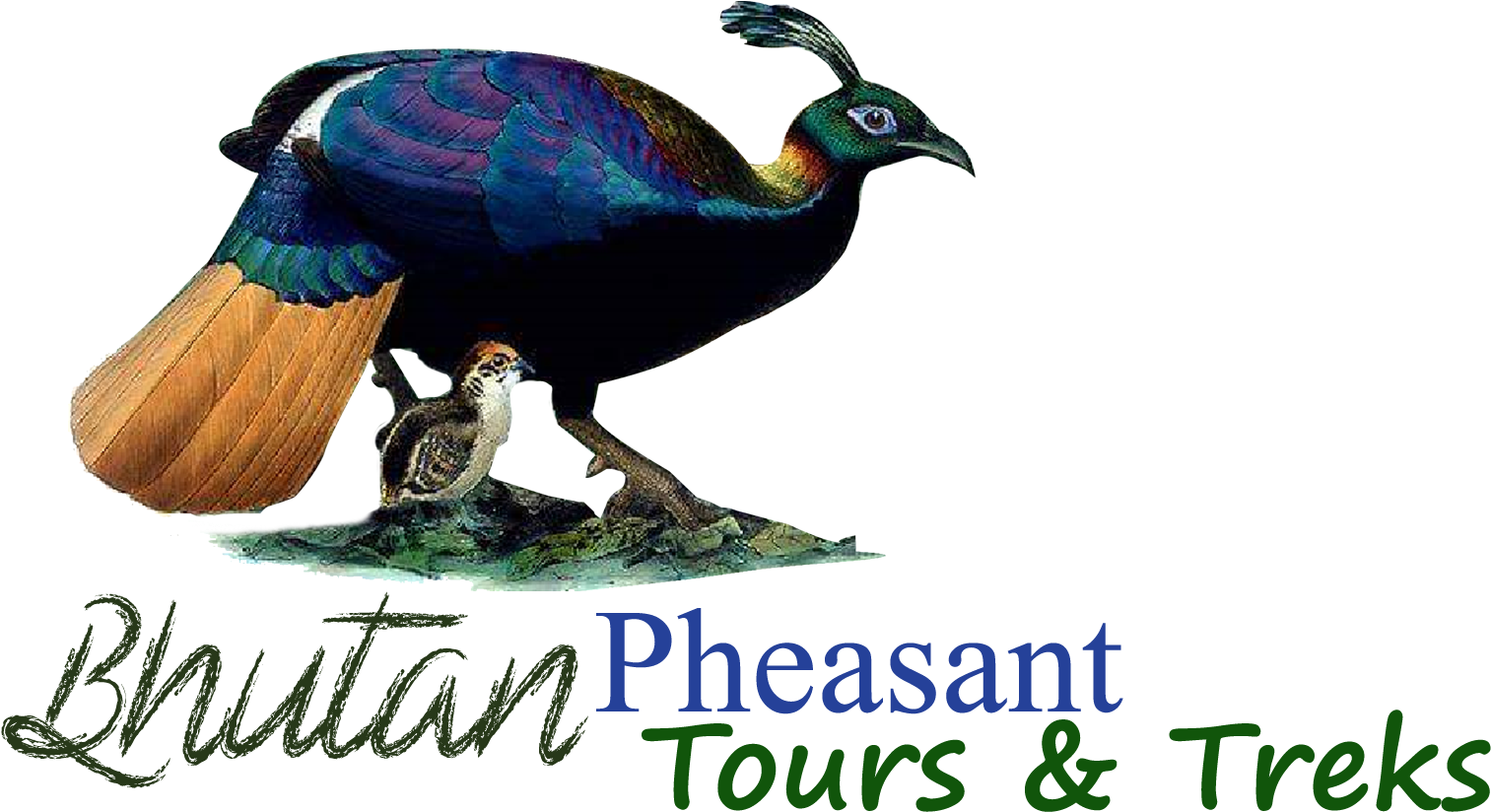 Bhutan Pheasant Tours And Treks (2480x3501), Png Download