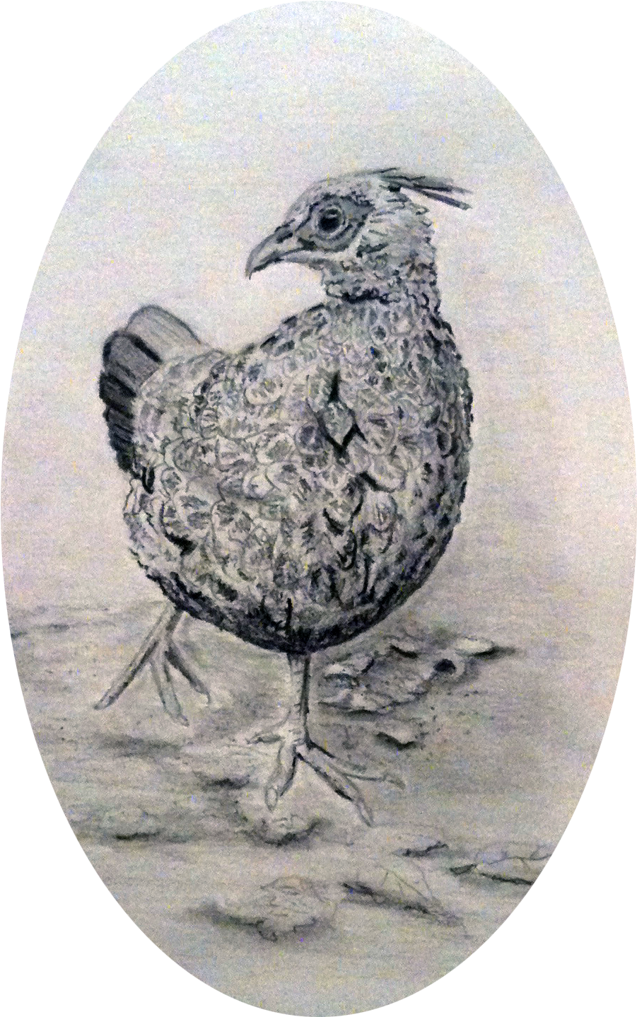 Pheasant Pencil Drawing (1296x1792), Png Download