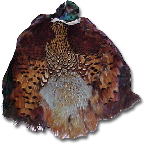 Ringneck Pheasant Skin (590x590), Png Download