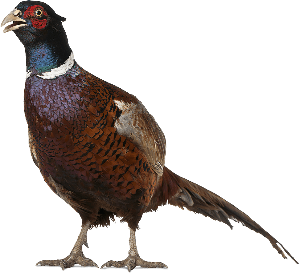 An Colour Image Of Pheasant At Edradynate Luxury Country (1100x1000), Png Download
