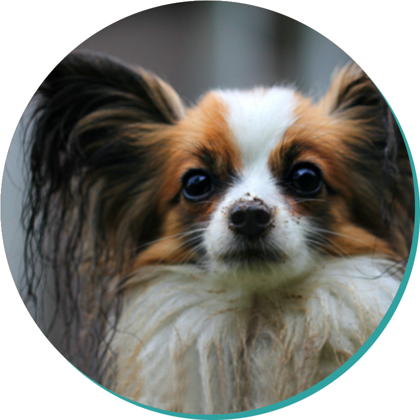 Papillon Blog (942x980), Png Download