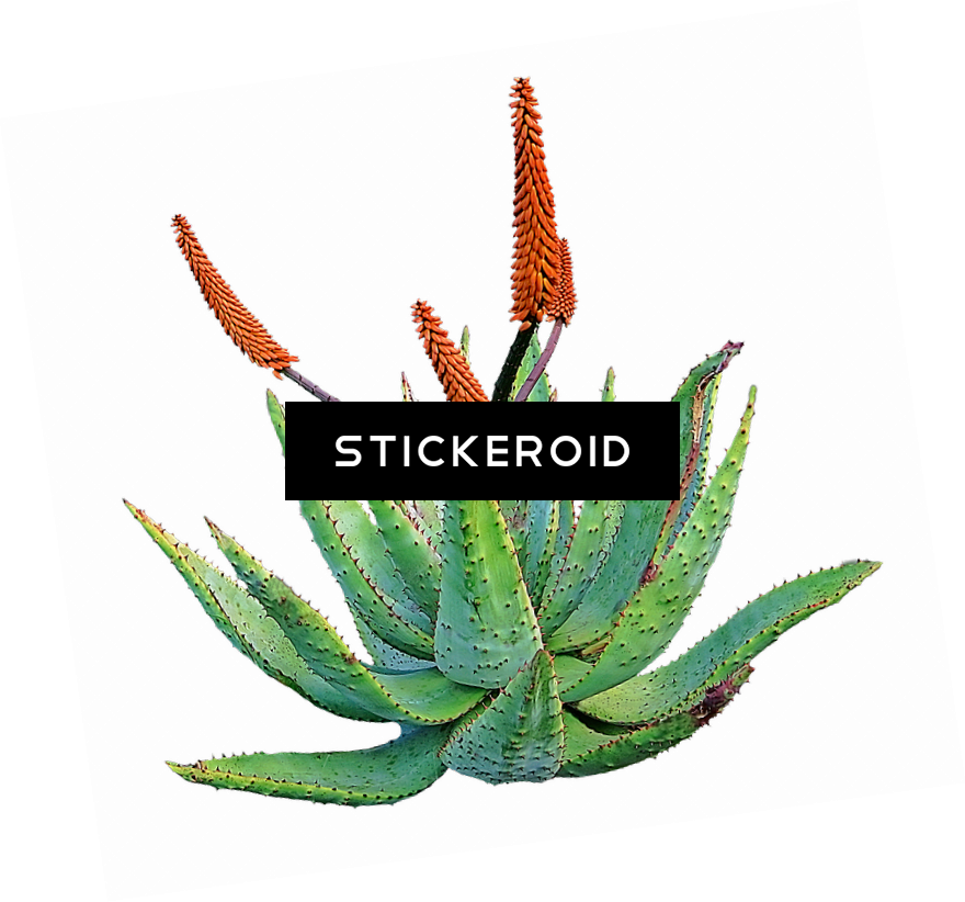 Aloe Nature (880x822), Png Download