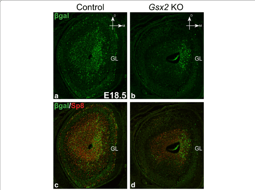 Gsx2 Germline Knockout Impairs The Generation Of Septum (850x634), Png Download