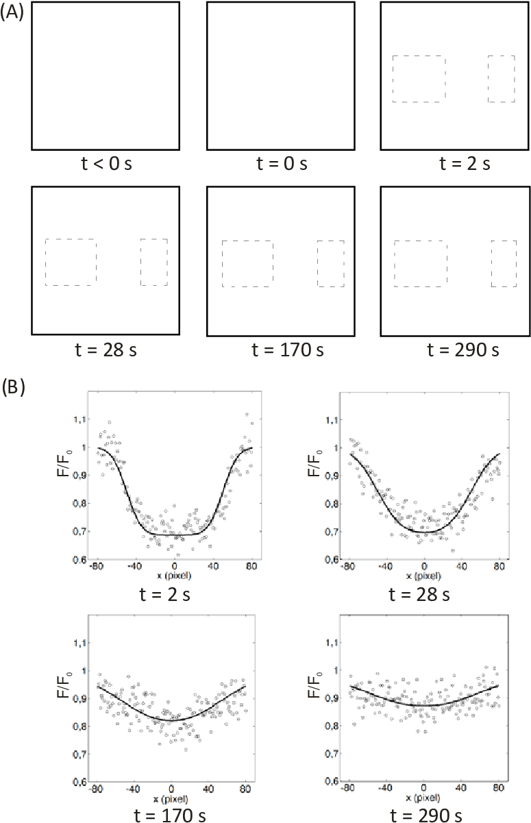 Illustration Of An Rfrap Experiment On A 150 Kd Fitc-dextran (784x1206), Png Download