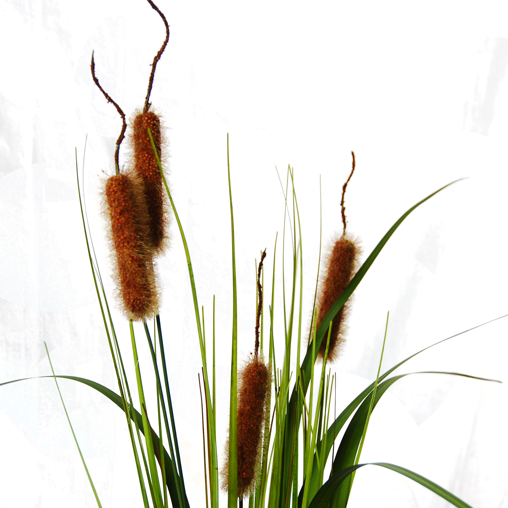 Typha Cattail (1700x1700), Png Download
