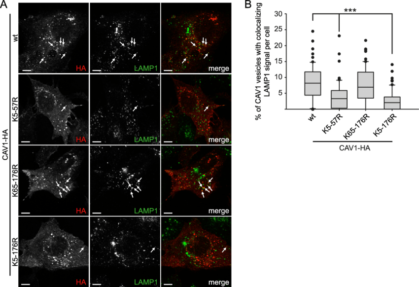 Ubiquitination Of Cav1 In The N-terminal Region Is (850x582), Png Download