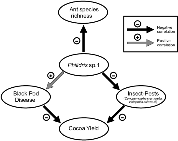 Effect Of The Dolichoderine Ant Philidris Sp (850x638), Png Download