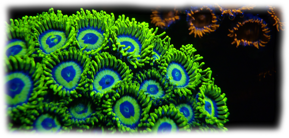 Corals Png (970x465), Png Download